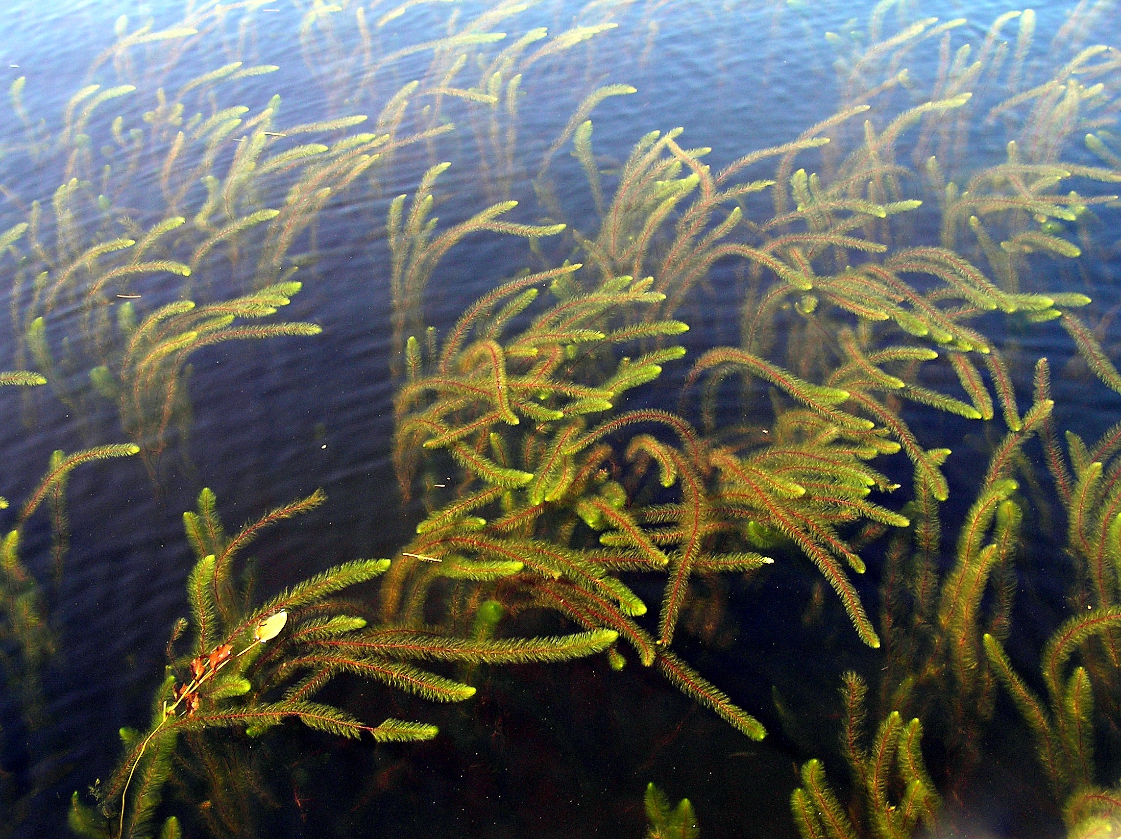 Moose Pond Association Moose Pond Association Bridgton, Maine
